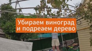 Срезаем плохой виноград и подравниваем дерево