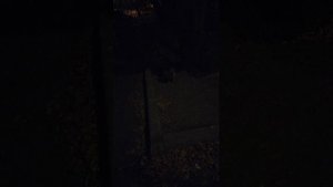 Мы идём гулять с собакой! | 30-сен-2025