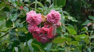 29=09=2025  ПВН  КМР . ОСЕНЬ .ДОЖДЬ.  MP4 (161)