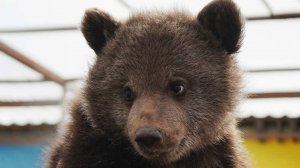 Медведь пришел в отделение полиции в Красной Поляне