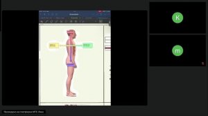 термины в анатомии