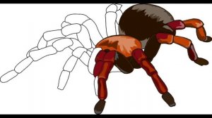 Тарантул пламенный охотник