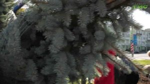 На самарской набережной высадили голубые ели