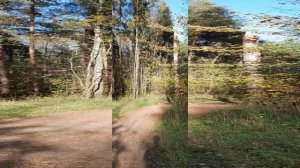 Прогулка в сосновом бору.