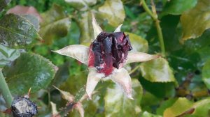 29=09=2025  ПВН  КМР . ОСЕНЬ .ДОЖДЬ.  MP4 (54)