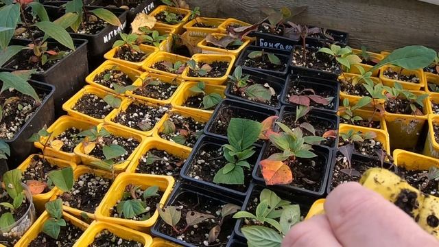 Метельчатую гортензию можно оставить зимовать в контейнерах на улице.