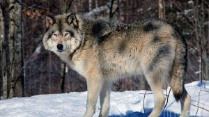 лесная сказка волк