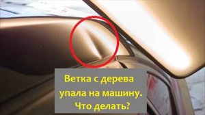Ветка дерева упала на машину, что делать.