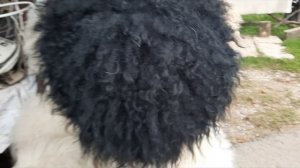 Папахи на все вкусы