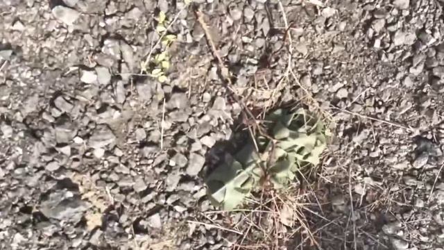 Запорожское направление
разминирование