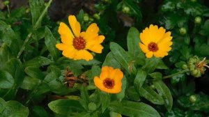 29=09=2025  ПВН  КМР . ОСЕНЬ .ДОЖДЬ.  MP4 (70)