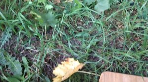 Гф Канцлер селекции Калугина В. М вкусный виноград с черной ягодой.