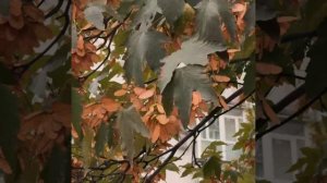 🇷🇺 Праздничный Донецк и осень 🍂🍁
Чистый, ухоженный, родной — именно таким хочется видеть город