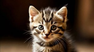 Нейрокотики Мяу Мяу | Опасные игры маленького котенка