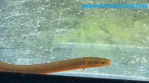 Рыбы, похожие на змей - Колобарский каламоихт 😃