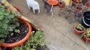 Дожди у нас, хвостатики даже гулять не хотят.