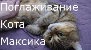 Поглаживание Кота Максика №2 ASMR