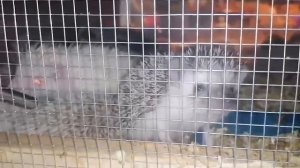 Из Тайланда в Красноярск прилетели 300 ушастых ежей