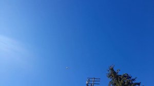 Николаевские голуби Елец