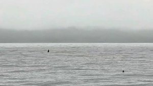 морские животные
