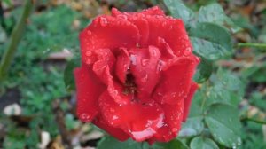 29=09=2025  ПВН  КМР . ОСЕНЬ .ДОЖДЬ.  MP4 (65)