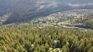 Учет оленя хр. Кочерга 2025