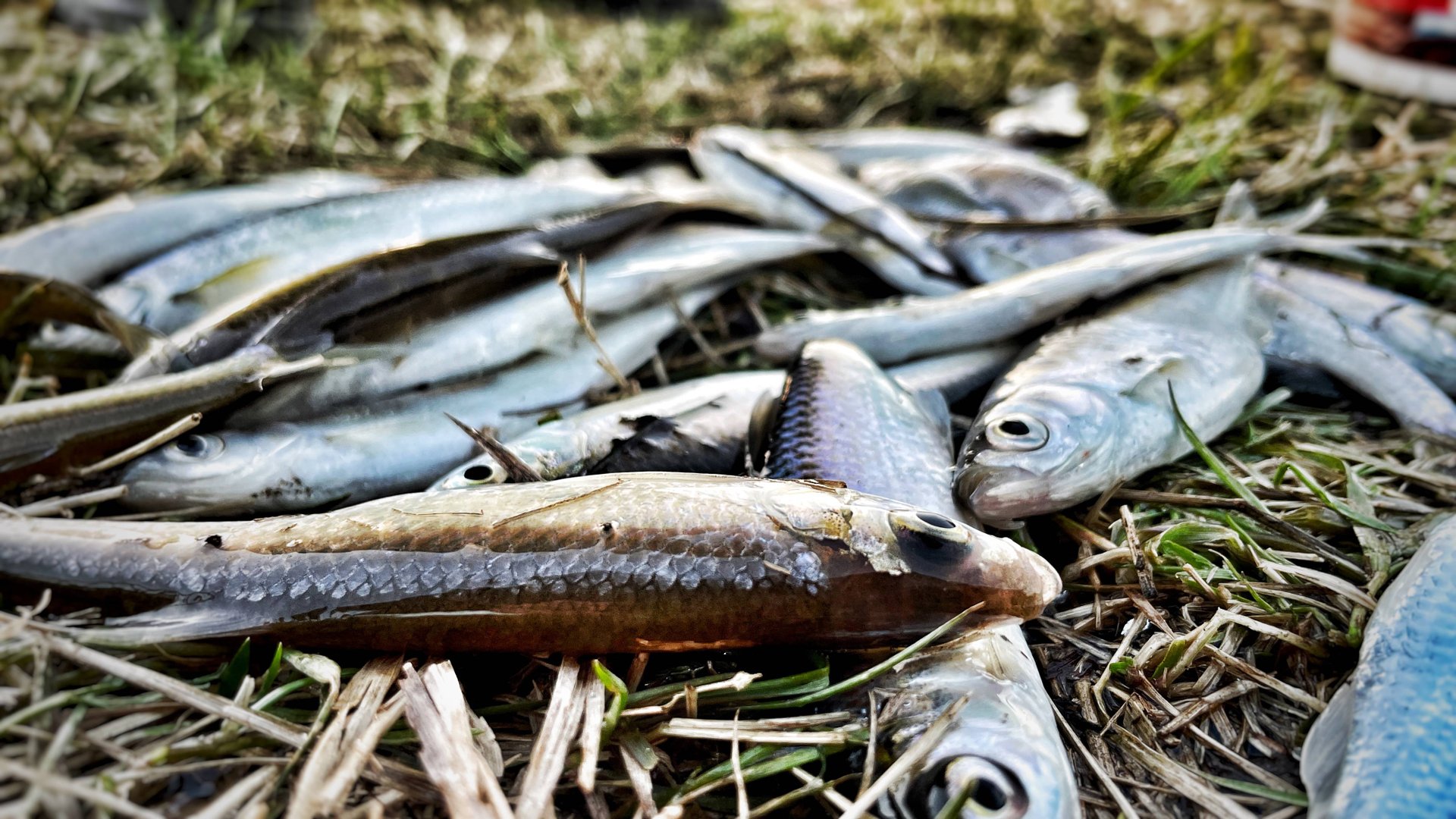 ОХОТА ЗА УКЛЕЙКОЙ ВЕСНОЙ / Открытие сезона смотреть онлайн