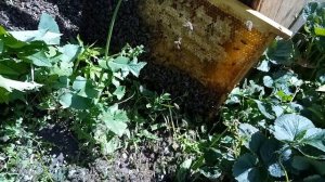 " Лето, ах лето..."  Глупые пчёлы, нашли где привиться!