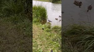 Рыбалка с цаплей в Москве  video_2025-08 22 в 15-39 цапля терлецкий пруд москва вао