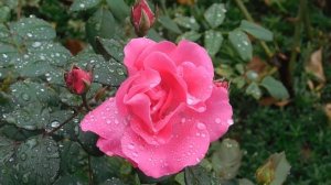 29=09=2025  ПВН  КМР . ОСЕНЬ .ДОЖДЬ.  MP4 (157)