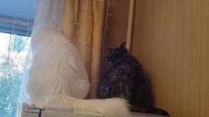 Леся и Сёма - Кто кого