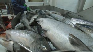 КАМЧАТКА НАЛОВИЛА!