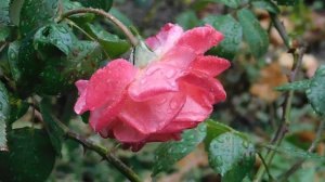 29=09=2025  ПВН  КМР . ОСЕНЬ .ДОЖДЬ.  MP4 (138)