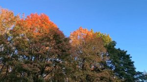 Осенние деревья