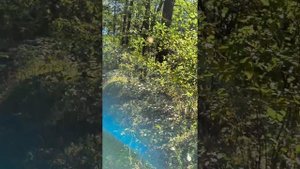 Разведка леса в Орехово-зуевском районе , брусника, черника и грибы.
Mytravelbar