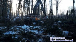 Заготовка бревна на делянках