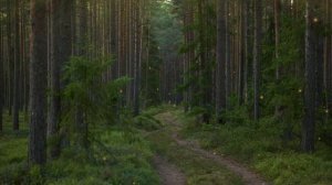 Melodic Bliss Hang Drum, Flute, and Vocals for a Soothing Escape  - Shofik-Nature