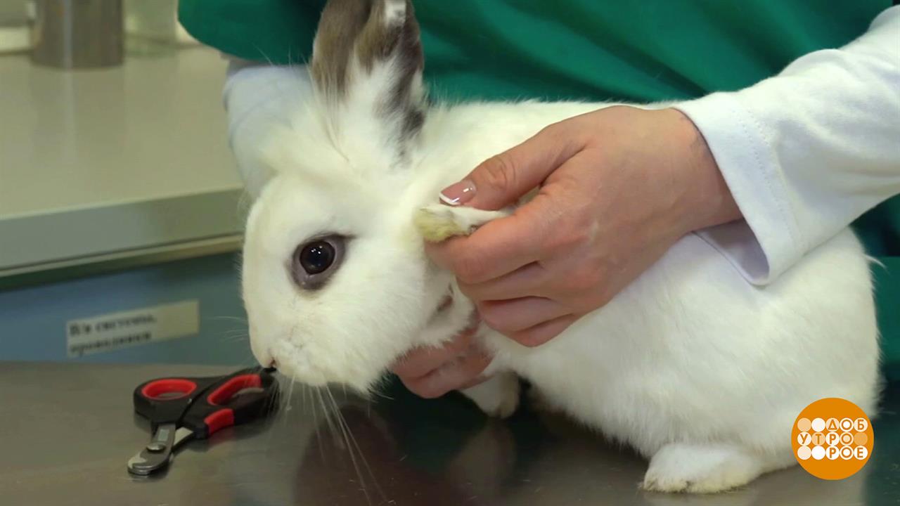 Кролик, дай лапу! Будем подстригать когти... Доброе утро. Фрагмент выпуска от 30.09.2025