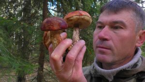 ПУХЛЕНЬКИЕ ГРИБЫ В ОКТЯБРЕ! Не ожидал столько найти грибов!