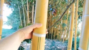 парк 'Южные культуры', Адлер