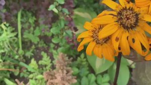 Бузульник  - прекрасное многолетнее растение для тенистого сада.