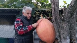 Вот такая тыква выросла у нас!!! Медовая, полезная, на зиму запас!!!