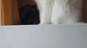 Леся и Сёма - Загнал провокаторшу в угол