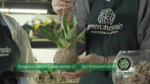 GreenMozaic ролик для ТВ