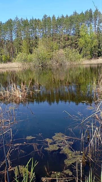 коросяндер смотреть онлайн