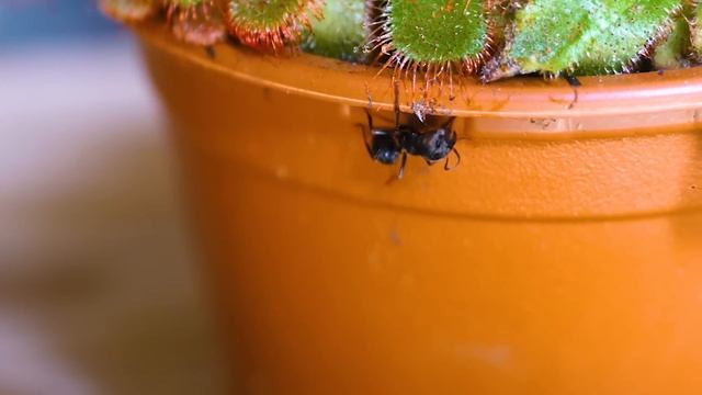 Отряды насекомых Накормил Икрой ХИЩНЫЕ РАСТЕНИЯ и Вот Что Из Этого Вышл смотреть онлайн