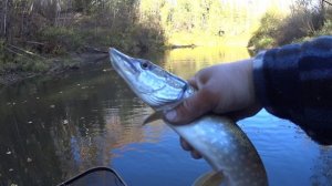 РЕКА ГЛУХАЯ ВИЛЬВА,ТЫ НЕ ПЕРЕСТАЕШЬ УДИВЛЯТЬ,ТАКИХ ОКУНЕЙ Я НЕ ВИДЕЛ,И ДАЖЕ НЕ ЛОВИЛ.