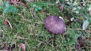 Гриб Плютей Олений в конце сентября.