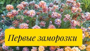 Обзор сада на 30 сентября. Первые заморозки
