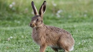 лесная сказка заяц